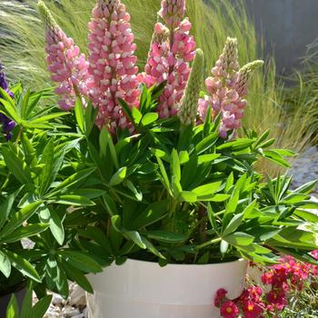 Lupinus polyphyllus Mini Gallery™ 'Pink Bicolor'