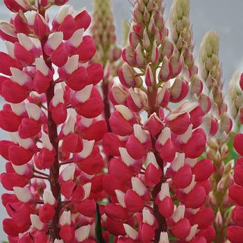 Lupinus polyphyllus Staircase™ 'Red & White'