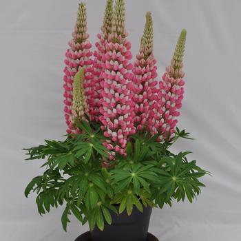 Lupinus polyphyllus 'Rose & White' 