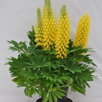 Lupinus polyphyllus Staircase™ Yellow