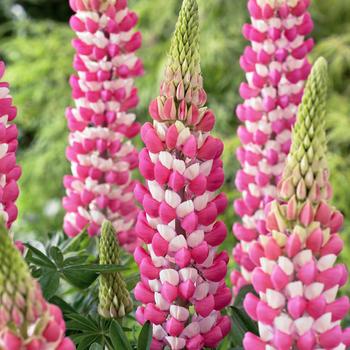 Lupinus polyphyllus 'Rachel de Thame' 