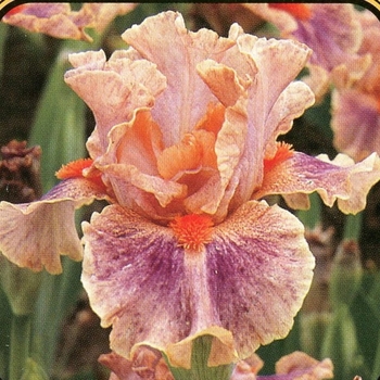 Iris germanica 'Synergy' 