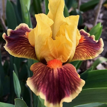 Iris germanica 'Zooboomafoo' 