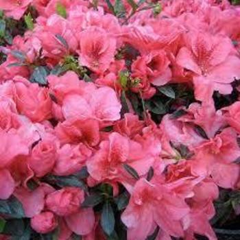 Rhododendron x 'Gloria' 