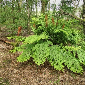 Osmunda regalis