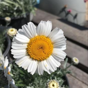 Rhodanthemum hosmariense 'Marrakech' 