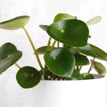 Peperomia Polybotrya 'Raindrop' 