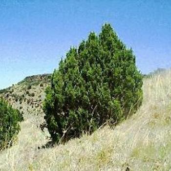 Juniperus monosperma