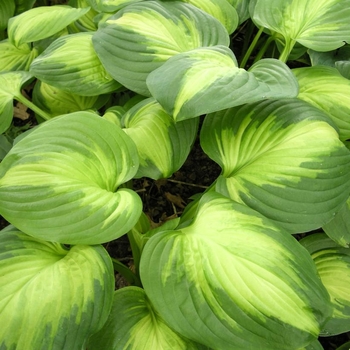 Hosta 'Enchiladas' 