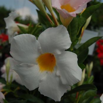 Dipladenia 'White' 