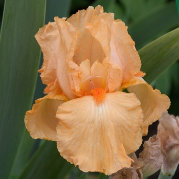 Iris germanica 'Many Mahalos' 