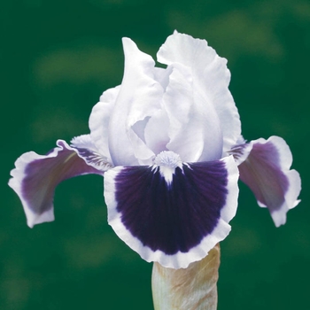 Iris Germanica 'Puddy Tat' 