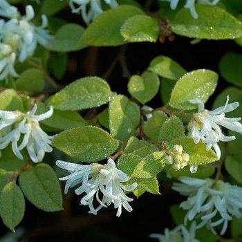 Loropetalum chinense 'Hakuou' PP27751