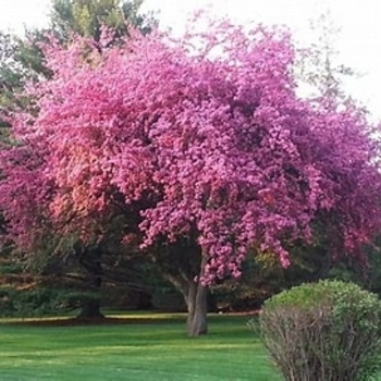 Prunus serrulata 'Royal Burgundy' 