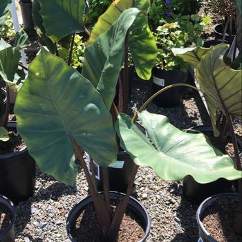 Alocasia macrorrhizos 'Black Stem' 