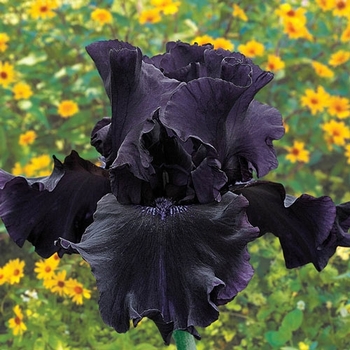 Iris germanica 'Blackwater' 