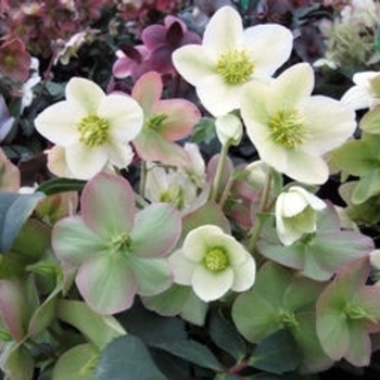 Helleborus 'Marlon' PP25313