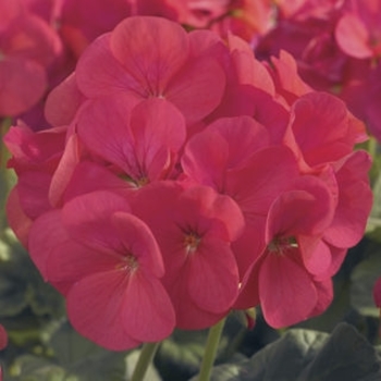 Pelargonium x hortorum 'Mix' 