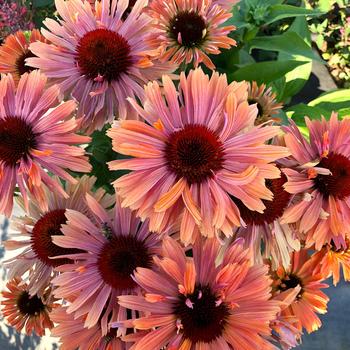 Echinacea Fresco® Apricot