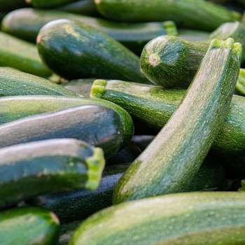 Cucurbita 'Gold Bar' 