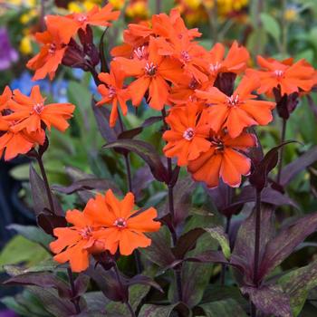 Lychnis coronaria 'Orange Gnome (Orange Zwerg)'