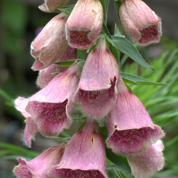 Digitalis x mertonensis 'Summer King' 