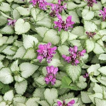 Lamium maculatum 'Beacon Silver' 