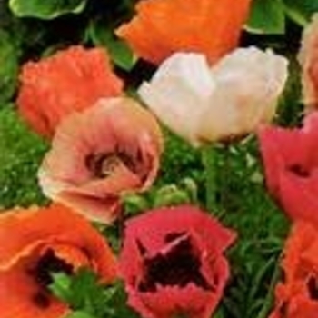 Papaver orientale 'Pizzicato' 