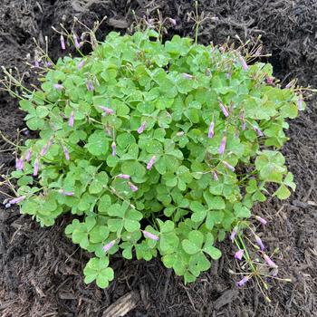 Oxalis crassipes