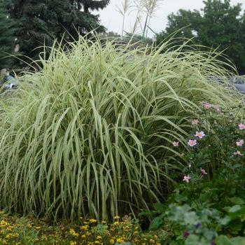 Miscanthus sinensis 'Dixieland'