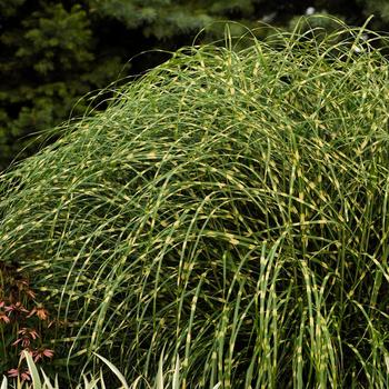 Miscanthus sinensis 'Little Zebra'