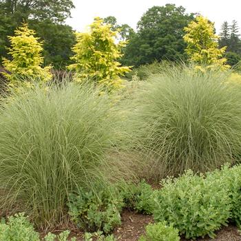 Miscanthus sinensis 'Morning Light'