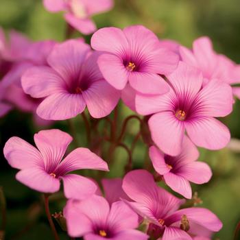 Oxalis crassipes 'Cottage Pink' 