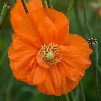 Papaver rupifragum 'Double Tangerine Gem' 