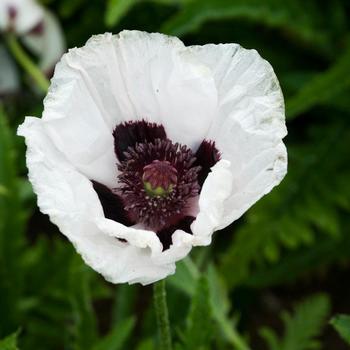 Papaver orientale 'Royal Wedding'