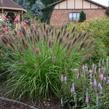 Pennisetum alopecuroides 'Puppy Love' 