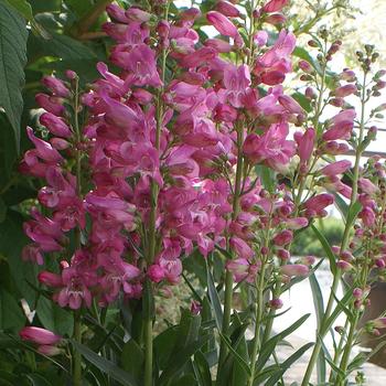 Penstemon spectabilis 'Lavender Riding Hood'