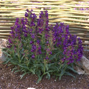 Penstemon spectabilis 'Purple Riding Hood' 