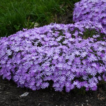 Phlox digitalis 'Bedazzled Lavender'