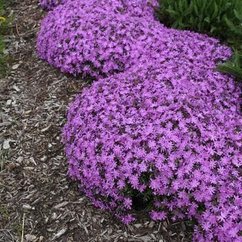 Phlox 'Bedazzled Pink' PPAF