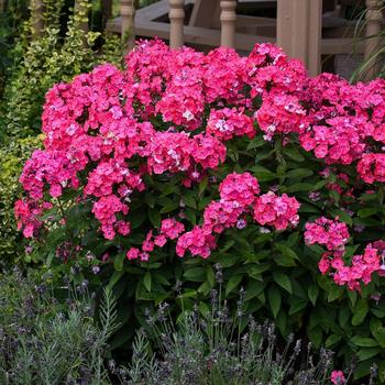 Phlox paniculata 'Glamour Girl' PP25778