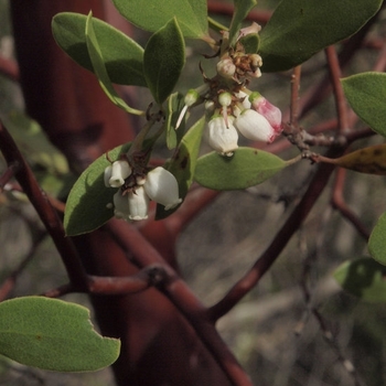 Arctostaphylos pungens