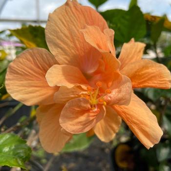 Hibiscus rosa-sinensis