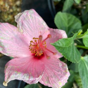 Hibiscus rosa-sinensis