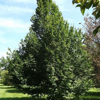 Carpinus betulus 'Pinocchio' 