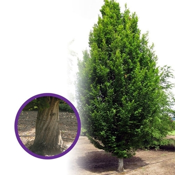 Carpinus 'Shelby' 