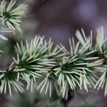 Cedrus atlantica 'Sahara Ice' 