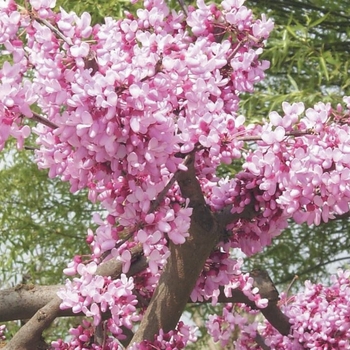 Cercis canadensis 'Rubye Atkinson' 