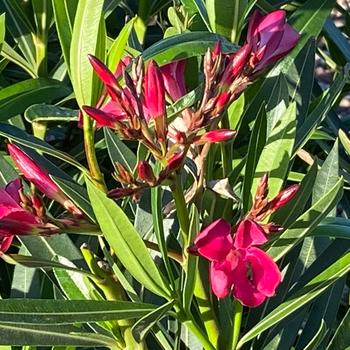 Nerium oleander