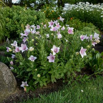 Platycodon grandiflorus 'Astra Pink' 